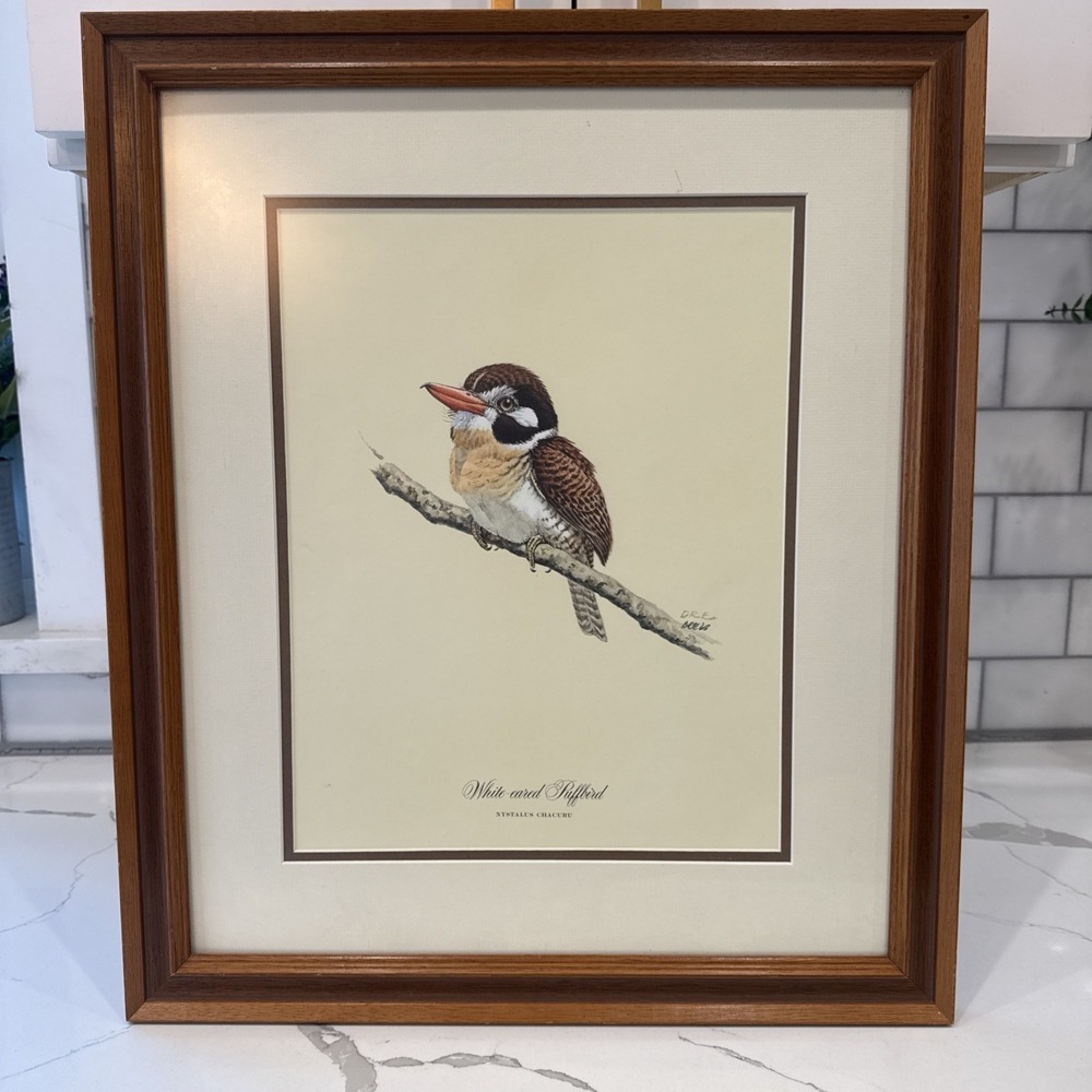 Don Richard Eckelberry Framed Print White-Eared Puffbird Bird Art Signed 1968